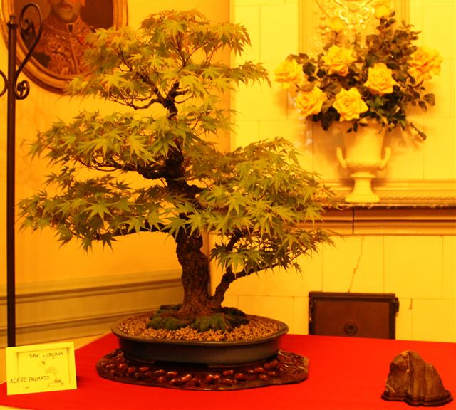 Trofeo d'arte bonsai citta di Gorizia Gorizi18