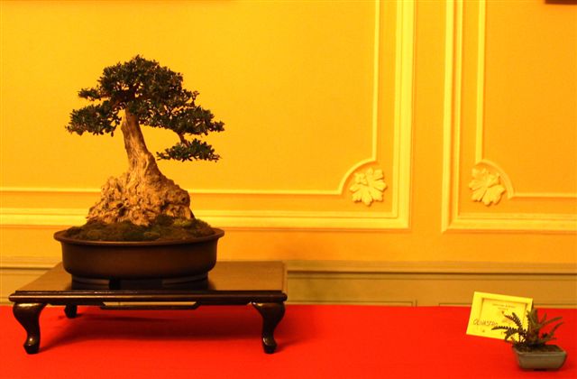 Trofeo d'arte bonsai citta di Gorizia Gorizi23