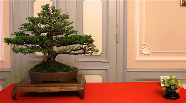 Trofeo d'arte bonsai citta di Gorizia Gorizi24
