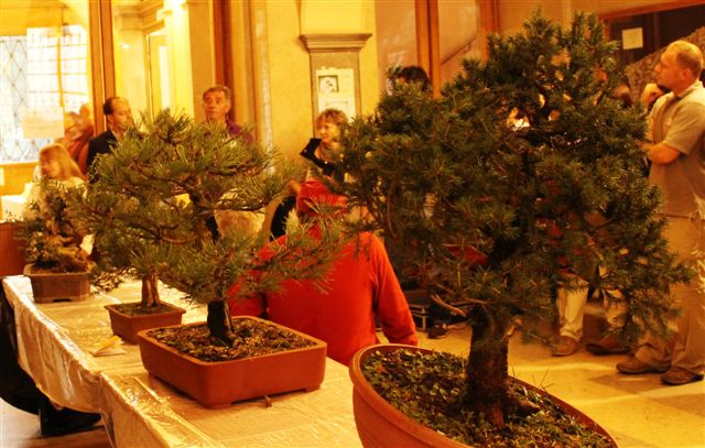 Trofeo d'arte bonsai citta di Gorizia Gorizi28