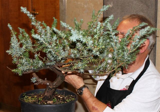 Trofeo d'arte bonsai citta di Gorizia Gorizi30