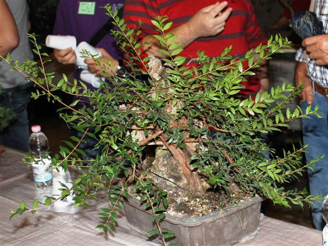 Trofeo d'arte bonsai citta di Gorizia Gorizi34