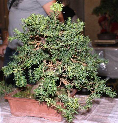 Trofeo d'arte bonsai citta di Gorizia Gorizi35