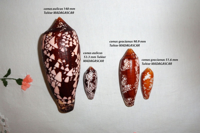 Conus (Darioconus) aulicus f. gracianus (da Motta, 1982) - Page 2 Conus_11