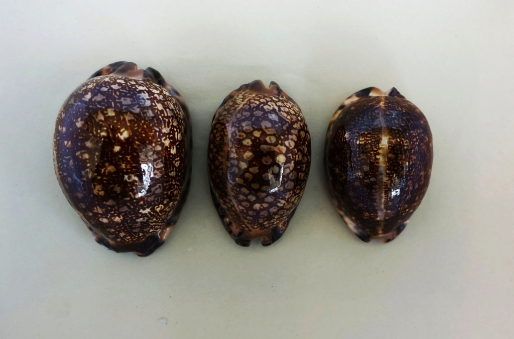 Mauritia arabica immanis f. rudimaculosa - Bozzetti, 2008 Immani12