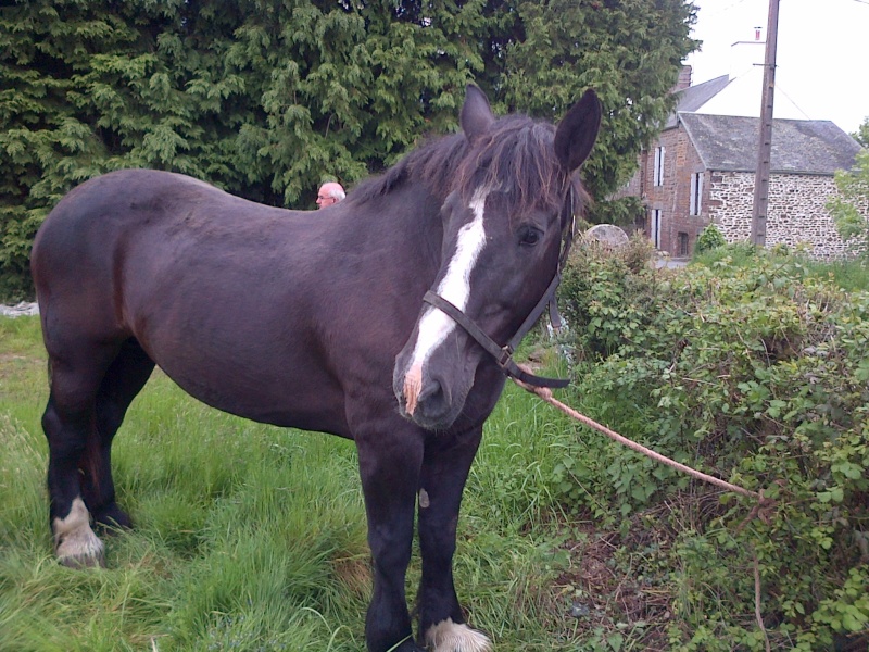 HIRONDELLE - Percheron née en 1995 - placée en octobre 2013 par sa propriétaire 03111