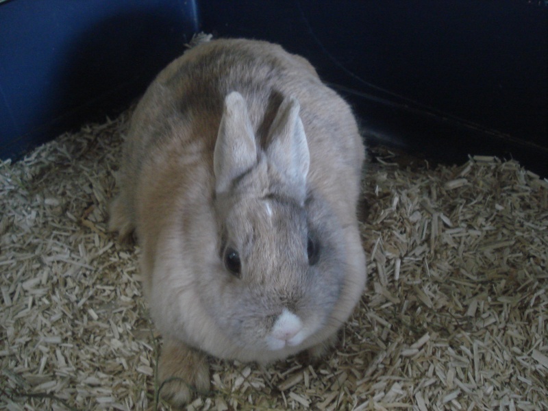 Amethys - lapine - femelle - couleur fauve et grise - FA dpt 49 Dsc08710