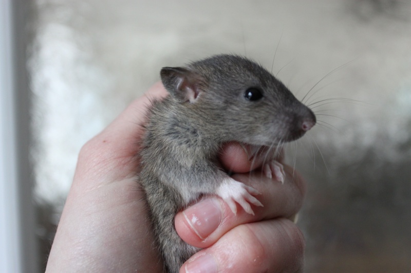 Boursin - Rat - male - couleur Agouti - né le 17/03/2013 - A réserver dispo des le 29/04/13 Img_0022
