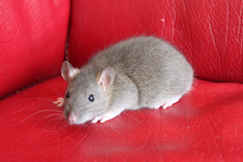Beurre - Rat - male - couleur Agouti - né le 17/03/2013 - A réserver dispo des le 29/04/13 Img_0034