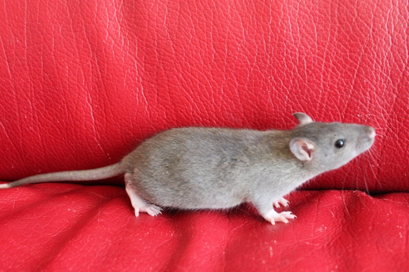 Chocolat - Rat - male - couleur Agouti - né le 17/03/2013 - A réserver dispo des le 29/04/13 Img_0035