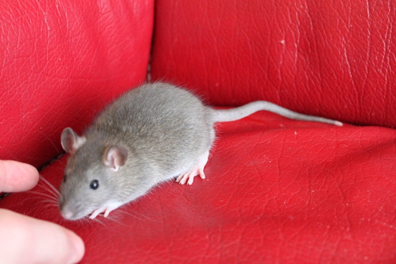 Boursin - Rat - male - couleur Agouti - né le 17/03/2013 - A réserver dispo des le 29/04/13 Img_0036