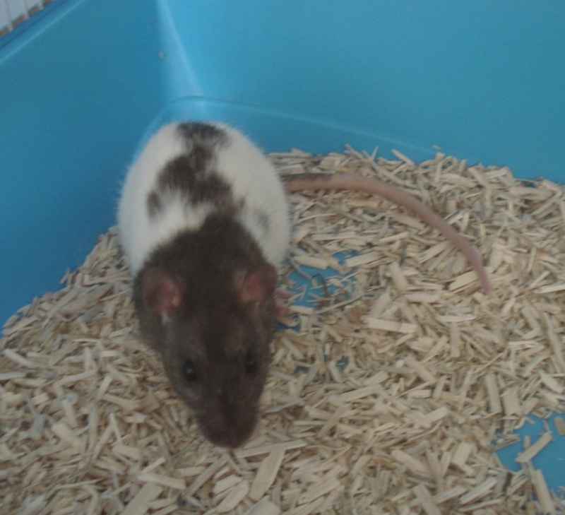 Chocolat - Rat - male - couleur Agouti - né le 17/03/2013 - A réserver dispo des le 29/04/13 Tartin11