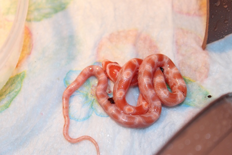 Naissance Pantherophis Guttatus 2013 Img_4616