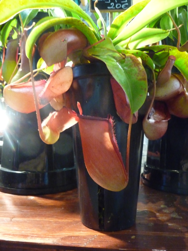 Salon des orchidées de Fetyiat (87)﻿  P1030712