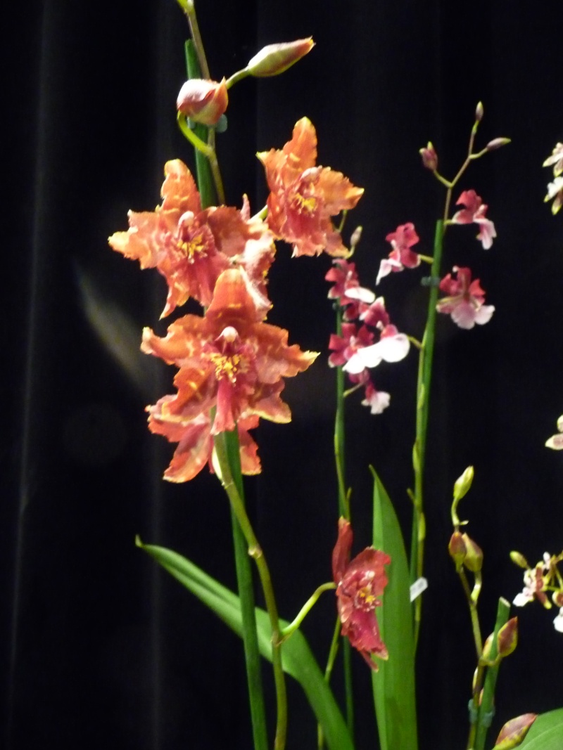 Salon des orchidées de Fetyiat (87)﻿  P1030721