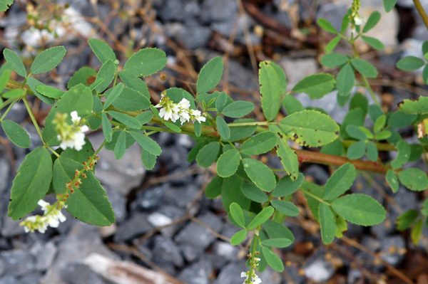 Melilotus albus - mélilot blanc Malilo12