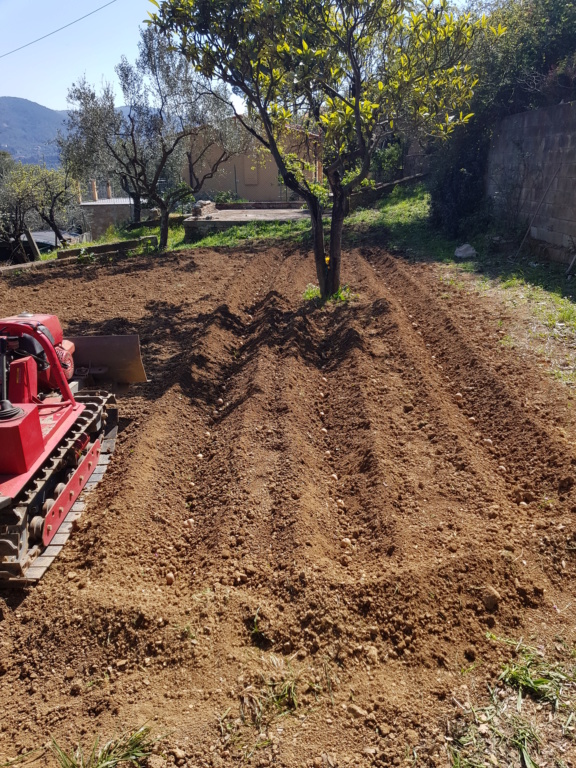 PATATE - Pagina 29 20200414