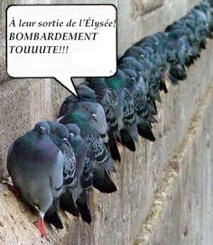 Les petits oiseaux  1f72a510