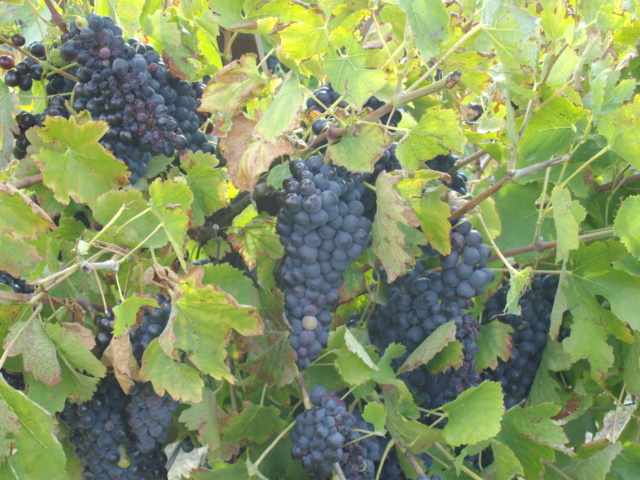 qui a des vignes sur le forum ? - Page 8 Imgp2948