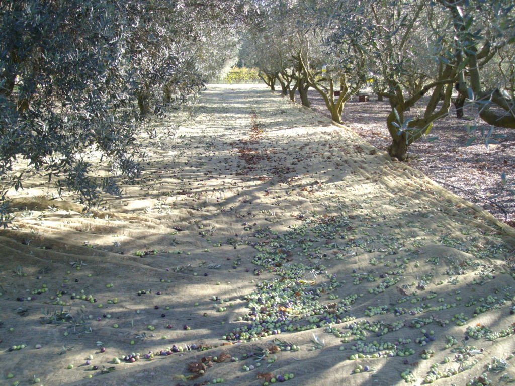 Mes oliviers et mon jardin Imgp3316