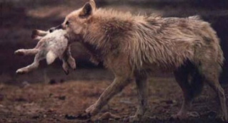Le loup est un tueur Loup-e10