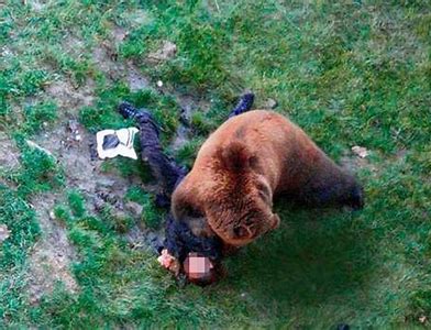 attaque d'ours en roumanie Th19