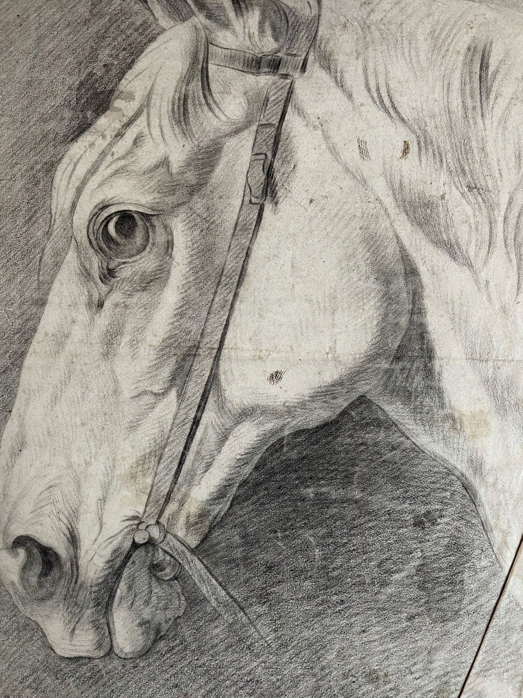 Beau dessin tête de cheval XIXème  Img_3912