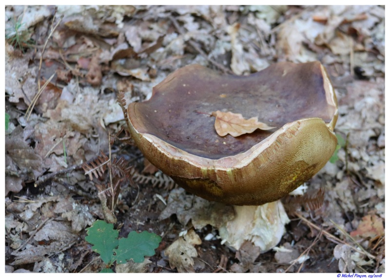 [fil ouvert] les champignons - Page 8 Dsc01324