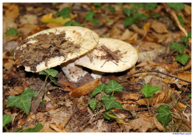 [fil ouvert] les champignons - Page 9 Dsc01361