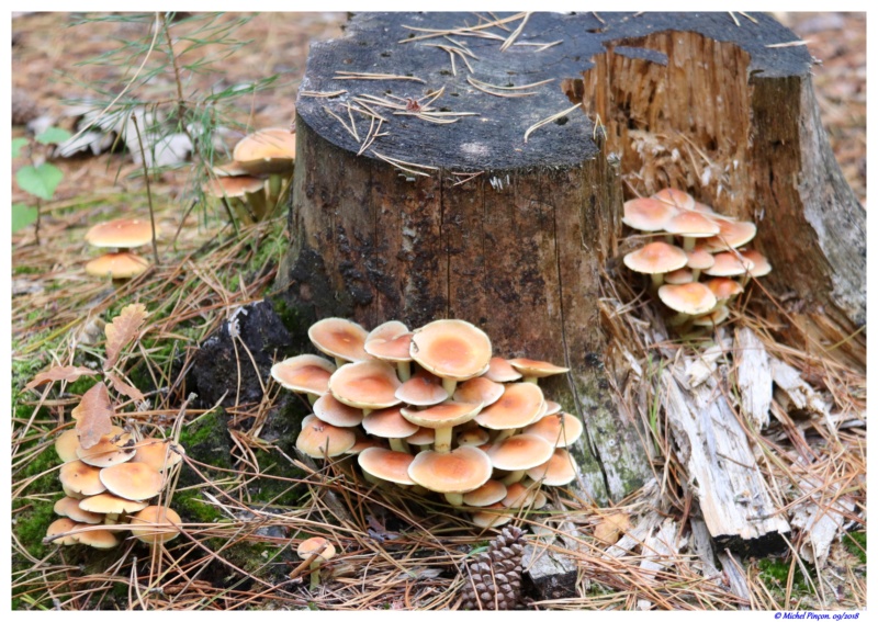 [fil ouvert] les champignons - Page 9 Dsc01408