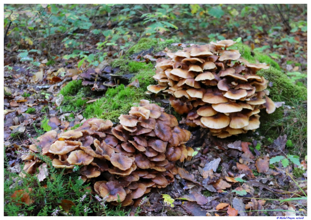 [fil ouvert] les champignons - Page 9 Dsc01473