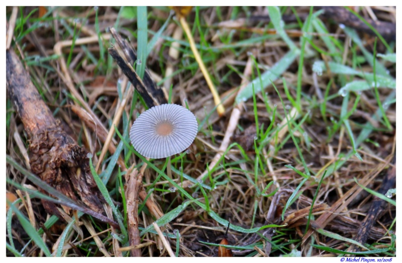 [fil ouvert] les champignons - Page 10 Dsc01716