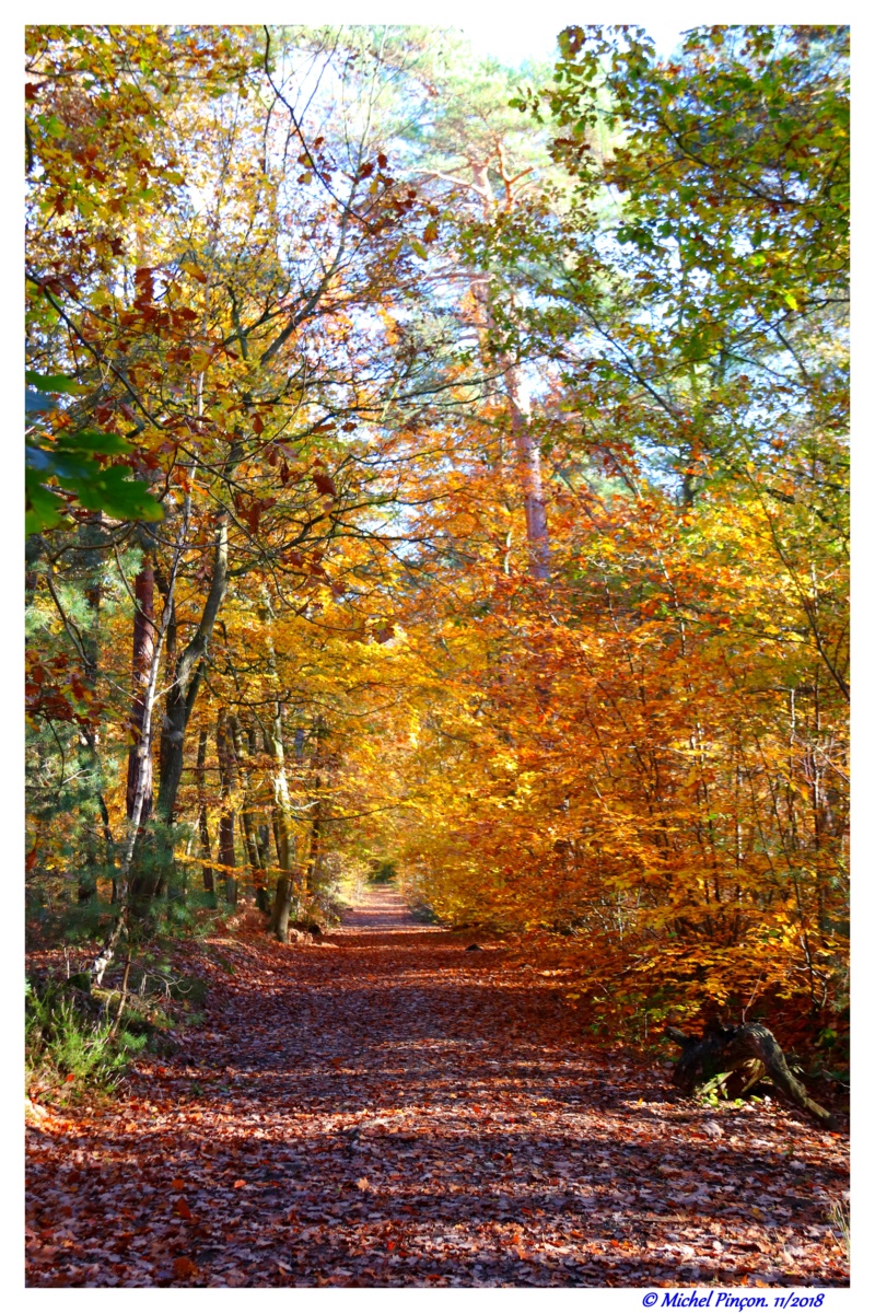 [fil ouvert] la forêt dans tous ses états - Page 22 Dsc01959