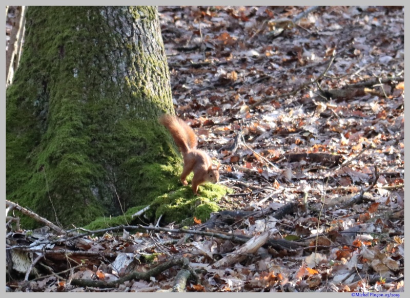 [Ouvert] Animaux divers. - Page 26 Dsc02631