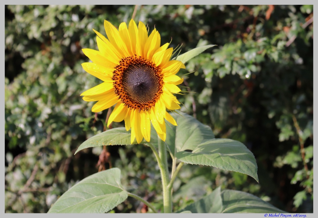 Thème du mois d'octobre 2019 :   Fleurs et jardins  Dsc04888