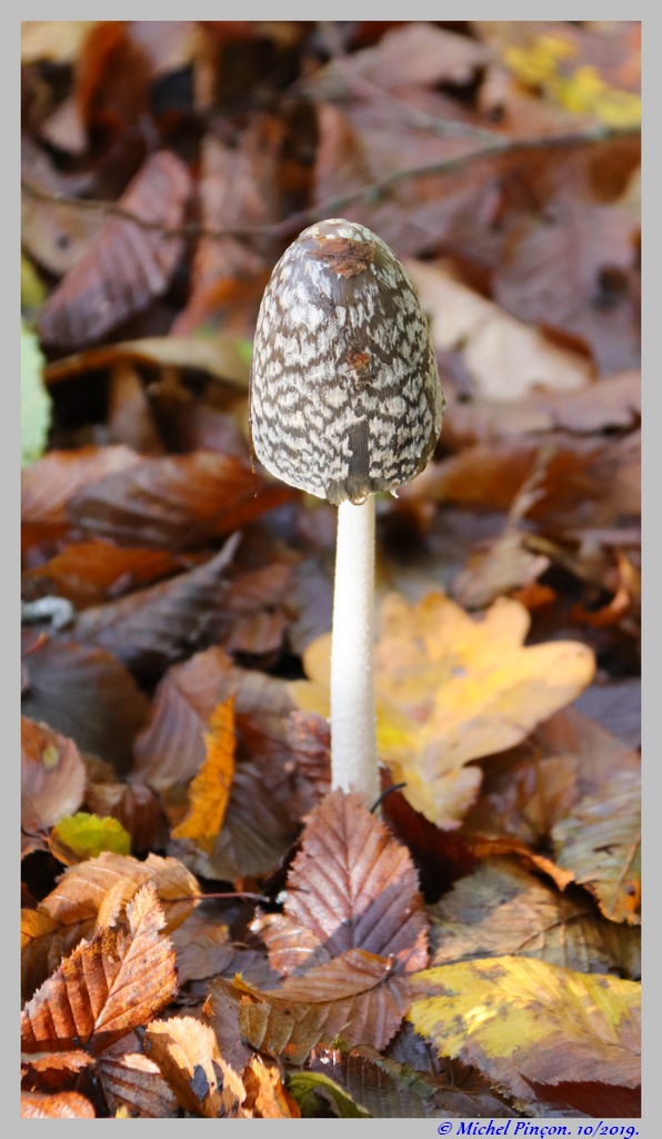 [fil ouvert] les champignons - Page 12 Dsc05035