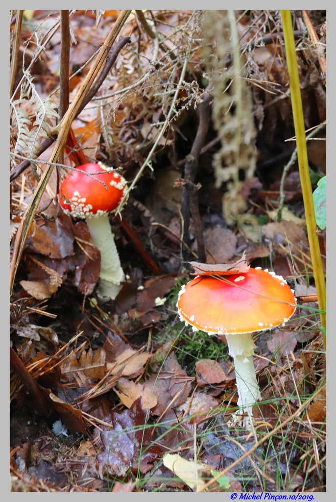 [fil ouvert] les champignons - Page 12 Dsc05137