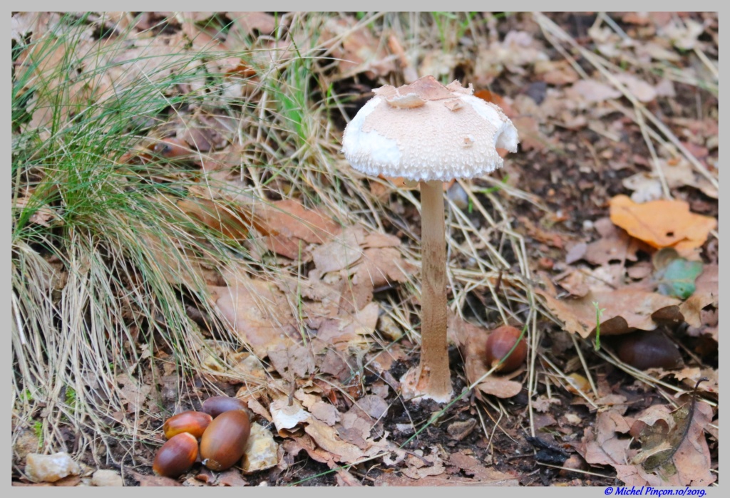 [fil ouvert] les champignons - Page 13 Dsc05151