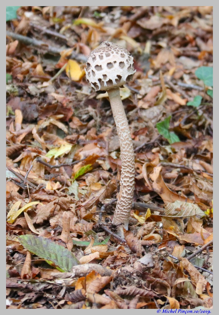[fil ouvert] les champignons - Page 13 Dsc05164