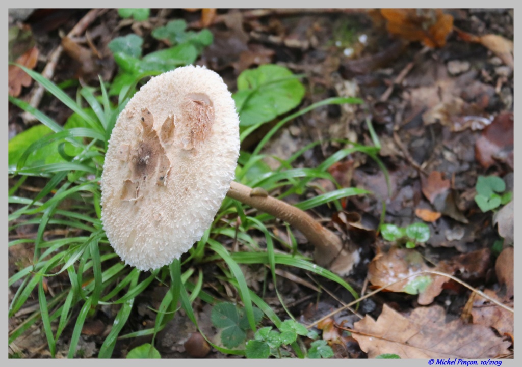 [fil ouvert] les champignons - Page 13 Dsc05216