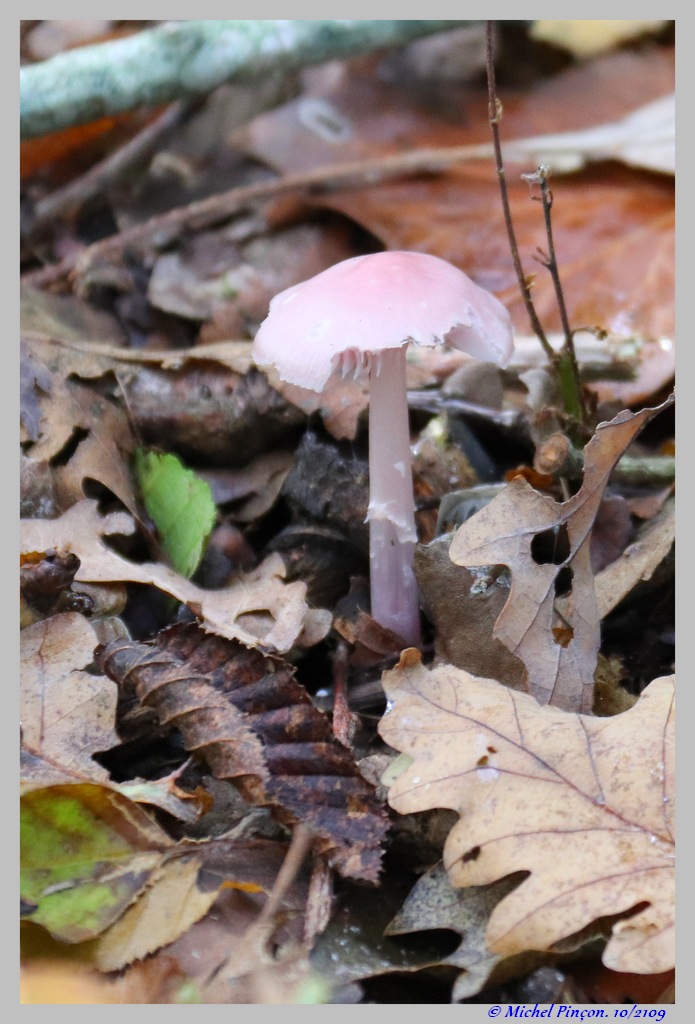 [fil ouvert] les champignons - Page 13 Dsc05223