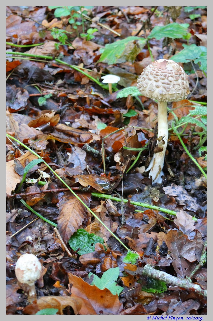 [fil ouvert] les champignons - Page 14 Dsc05233