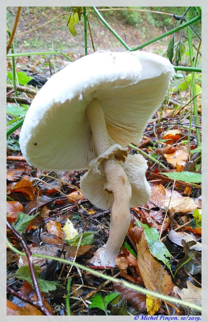 [fil ouvert] les champignons - Page 14 Dsc05393