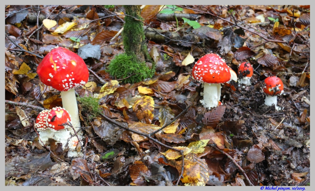 [fil ouvert] les champignons - Page 14 Dsc05486