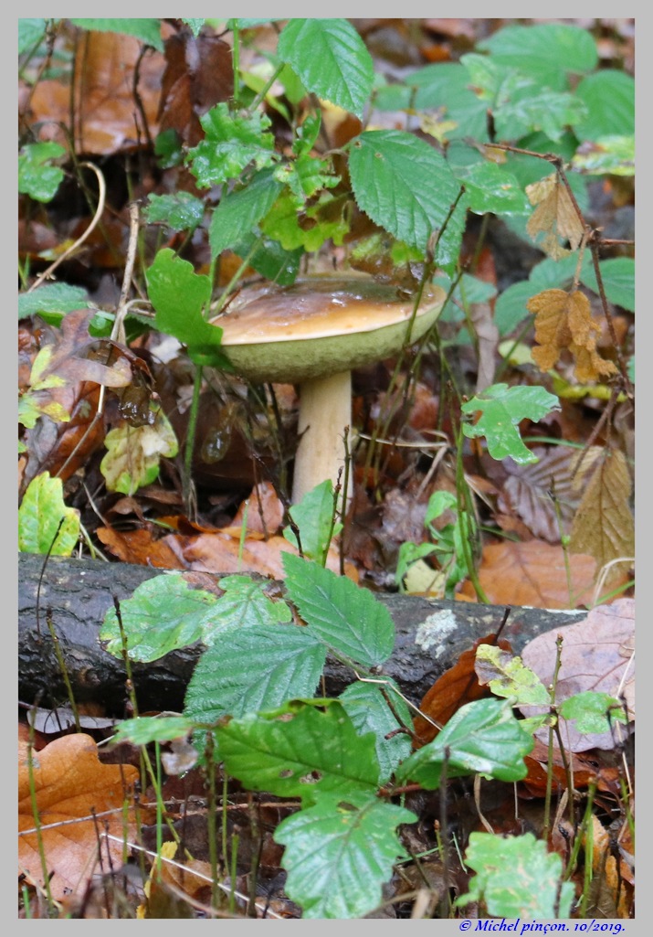 [fil ouvert] les champignons - Page 14 Dsc05500