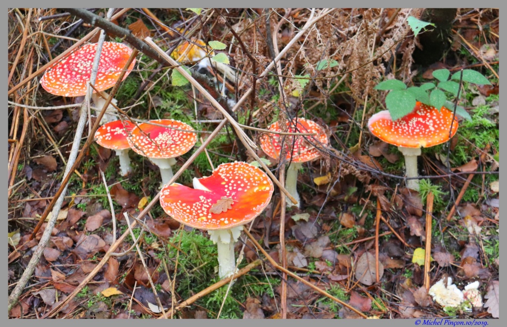 [fil ouvert] les champignons - Page 15 Dsc05678