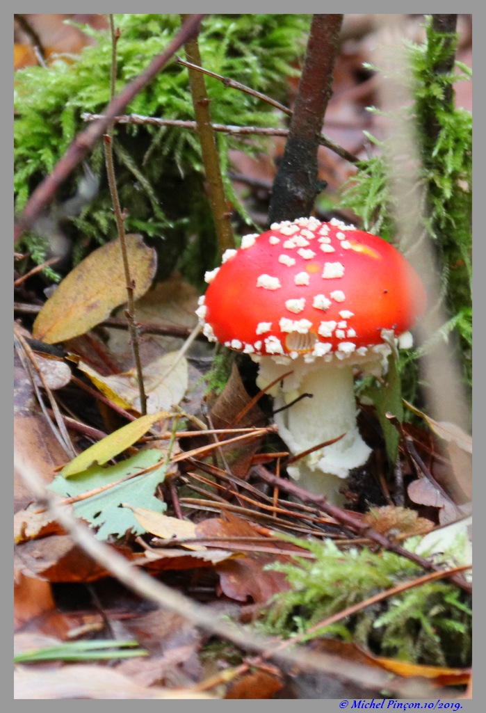 [fil ouvert] les champignons - Page 15 Dsc05683