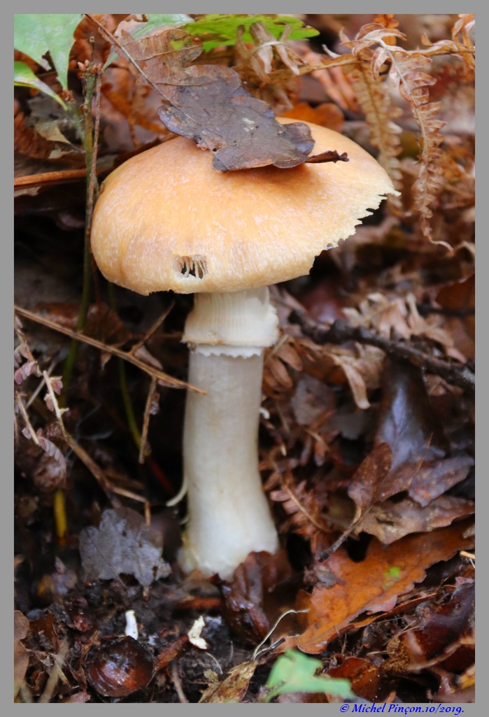 [fil ouvert] les champignons - Page 15 Dsc05740
