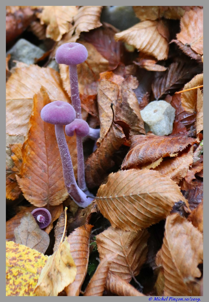 [fil ouvert] les champignons - Page 15 Dsc05752