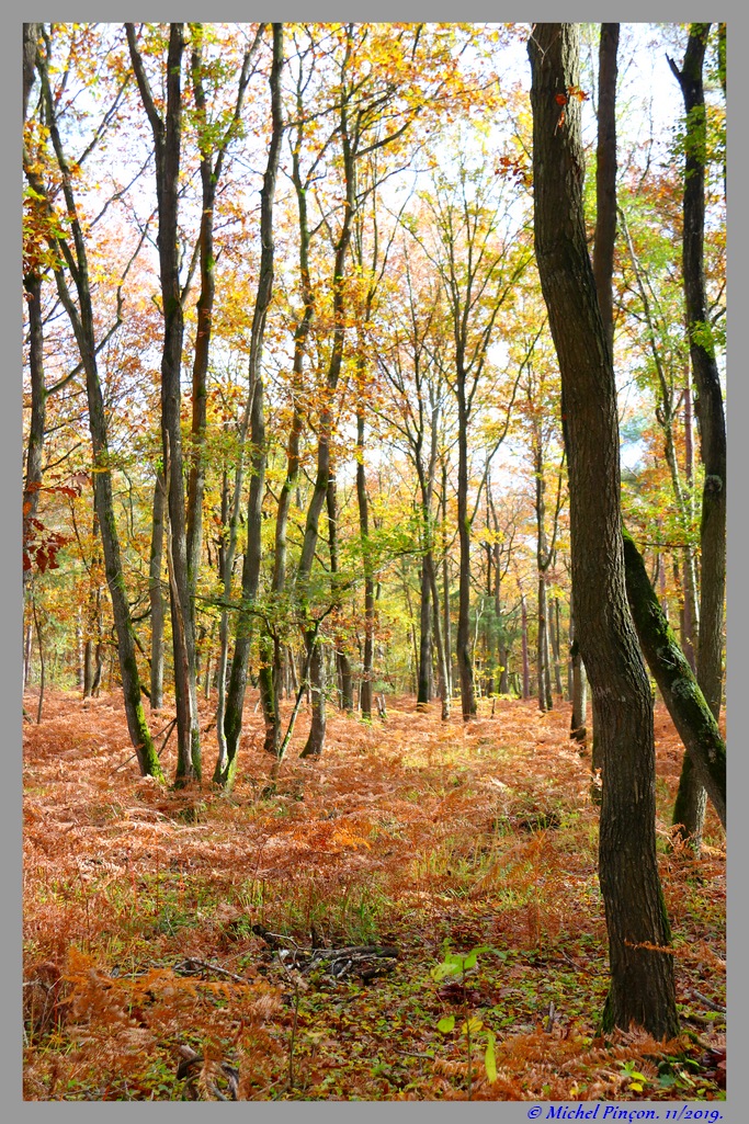 [fil ouvert] la forêt dans tous ses états - Page 25 Dsc05791